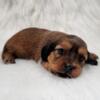 Buttercup female AKC Dachshund