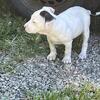American Staffordshire Terrier