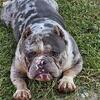 Cartel open for stud