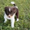 Border Pap.  Papi Collie.  Hybrid Mini Border Collies