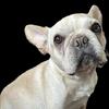 AKC French Bulldog puppies