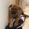 Rehoming 12 week old puppy