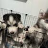 Lovable Siberian Huskies For Adoption.