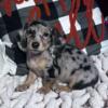 Miniature Dachshund Light Blue & Dapple Female