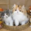 2 Fall Persian Kittens ready now!