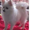 White 3 year old Female Pomeranian