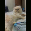 Adult male Persian