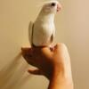 White Cockatiel Baby Available