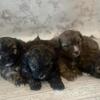 Shih-Poo Puppies Shih Tzu poodle