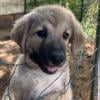 Great Pyrenees/Anatolian Shepherd Pups (Price Reduced)