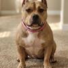 3 yearold female bully