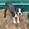 Boston Terrier Brindle and White