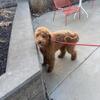 Standard Golden doodle
