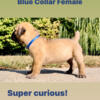 South African Boerboel Pups Available in Indiana