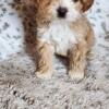 Cavapoo puppies