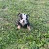 English Bulldog pups