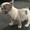 Frenchie Holiday Special Puppies