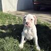 PUREBRED BOXER PUPPIES