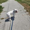American bulldog mixed looking for female