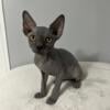 Sphynx kittens black