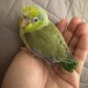 2.5 month old green pied parrotlet male