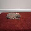 New Pups on the way!!!!