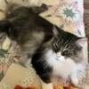 Neutered male Maine coon cat available 