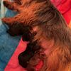 Yorkies Puppies