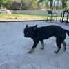 AKC Male Frenchie 11 mo.