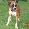 3 year old spayed Boxer