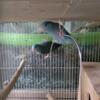 Parrotlet breeding pair