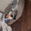 Bluetick coonhound rehome