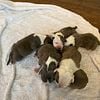 Blue American Staffordshire Puppies