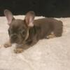 Male French bulldog pup