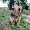 Yorkie, rehoming free to fantastic home only