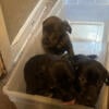 Cane corso puppies for sale