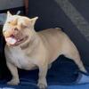 Exotic Bully Female