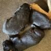 AKC black German Shepherd male puppies