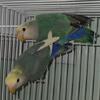 Peachfaced Lovebirds Available