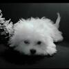 Maltese