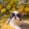 Shihtzu girl