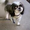 Male AKC Imperial Shih Tzu available for Stud service