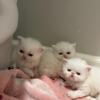 Persian kittens needing homes