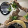 Enchi lavender and  a lavender 100% het clown ball pythons 