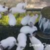 Californian rabbits for sale