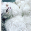 CFA White Persian Male - Vancouver, WA