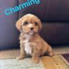 F2b Cavapoo Puppies