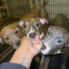 Colby-Gatormouth Pitbull Puppies