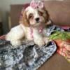 Cavapoo cavalier poodle