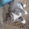 Norwegian Forest kitten Female
